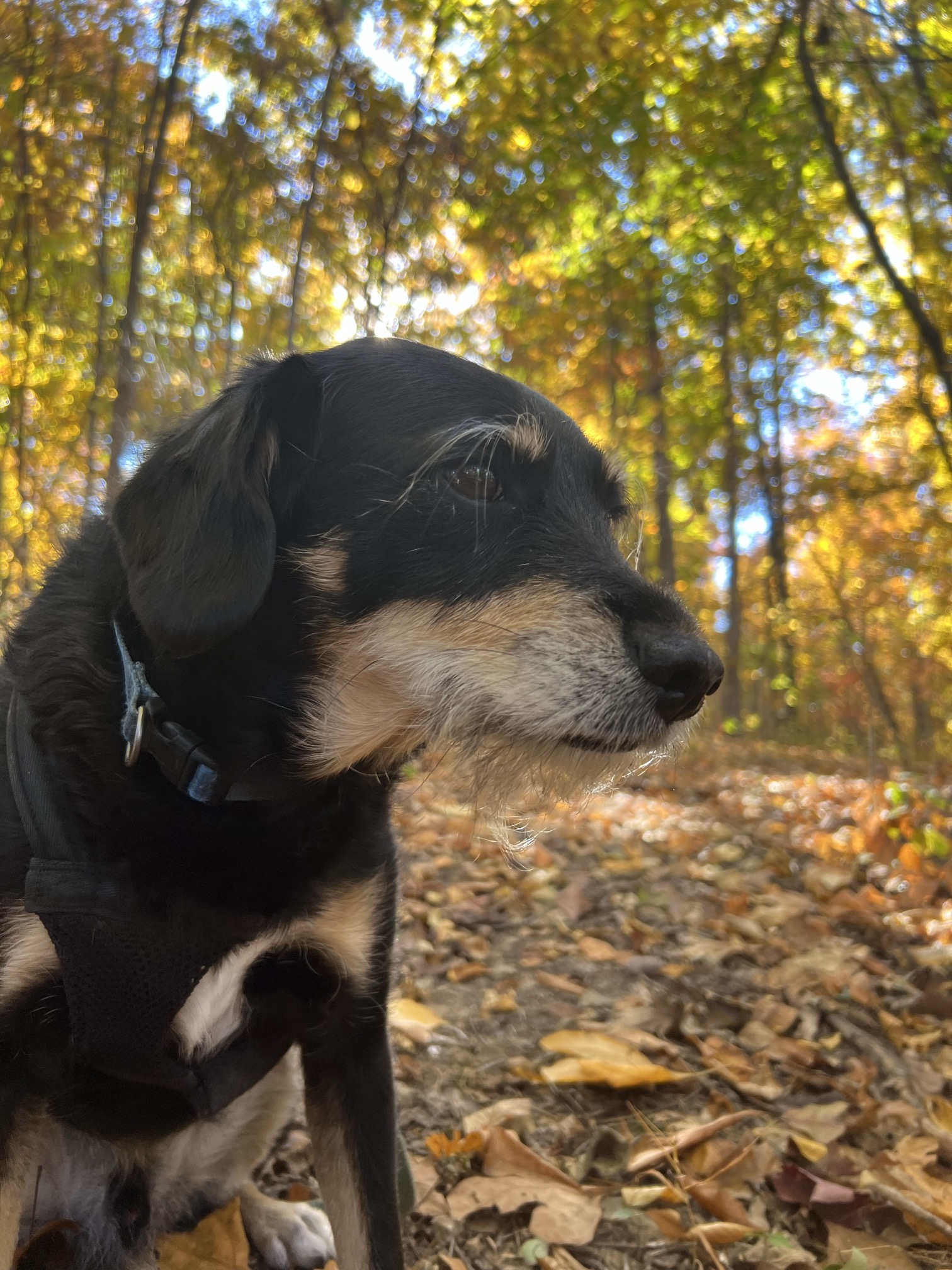 A black and tan dog with great eyebrows in the fall woods