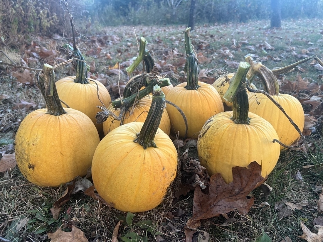 Several pumpkins sitting on grass