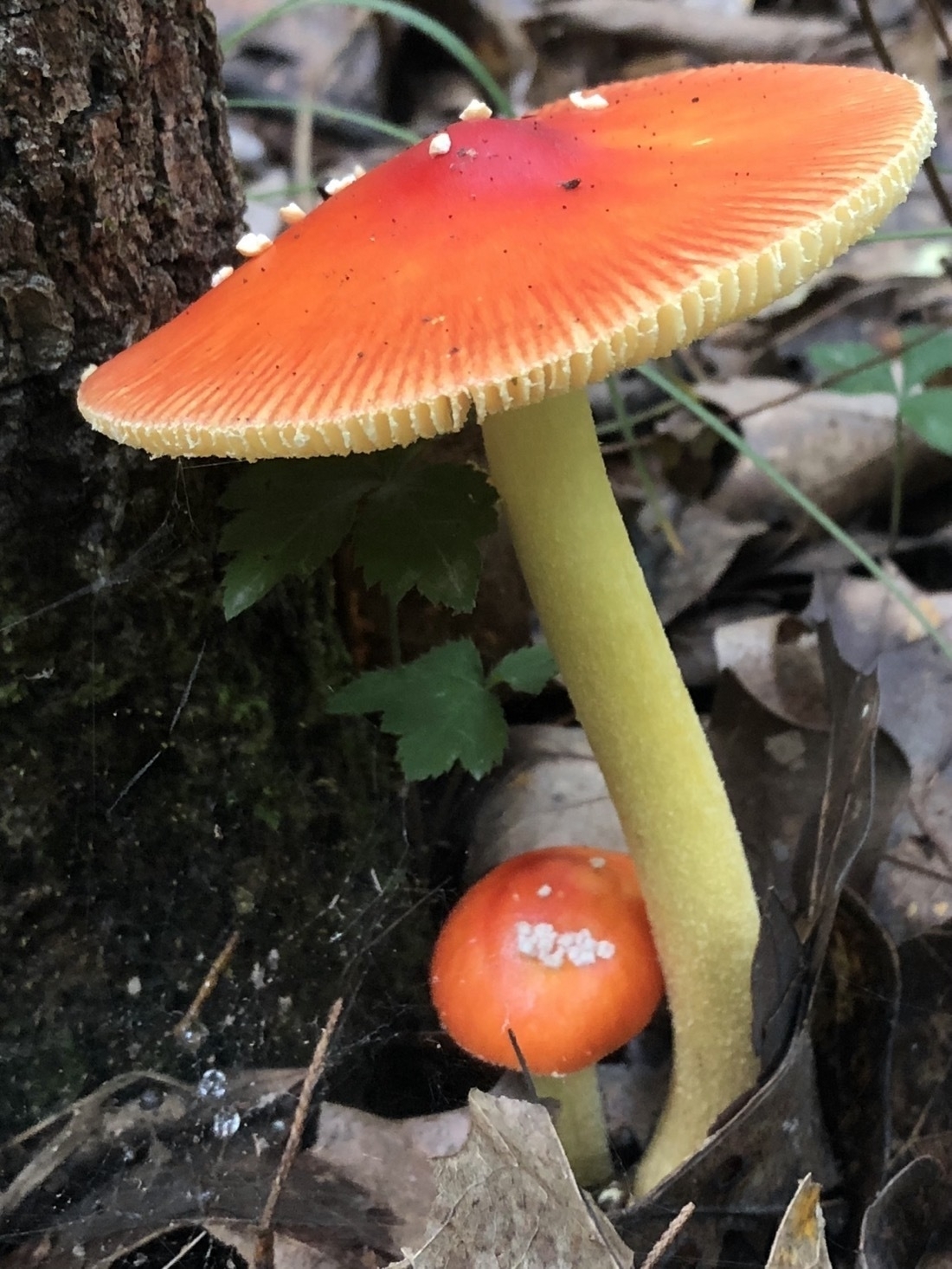 a red mushroom with a white stem growing out of the forest floor