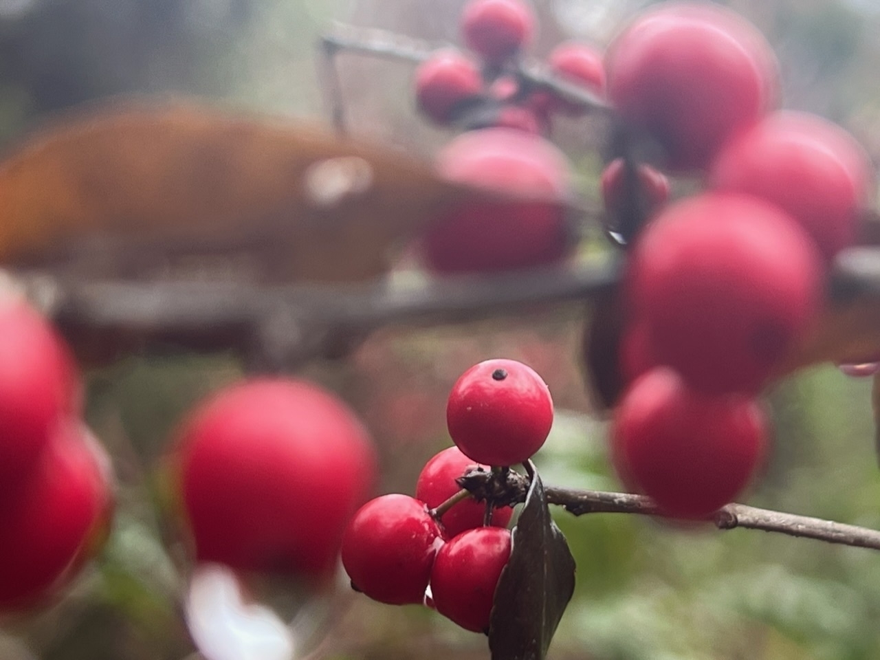 Very small, red, circular berries dripping with dew.