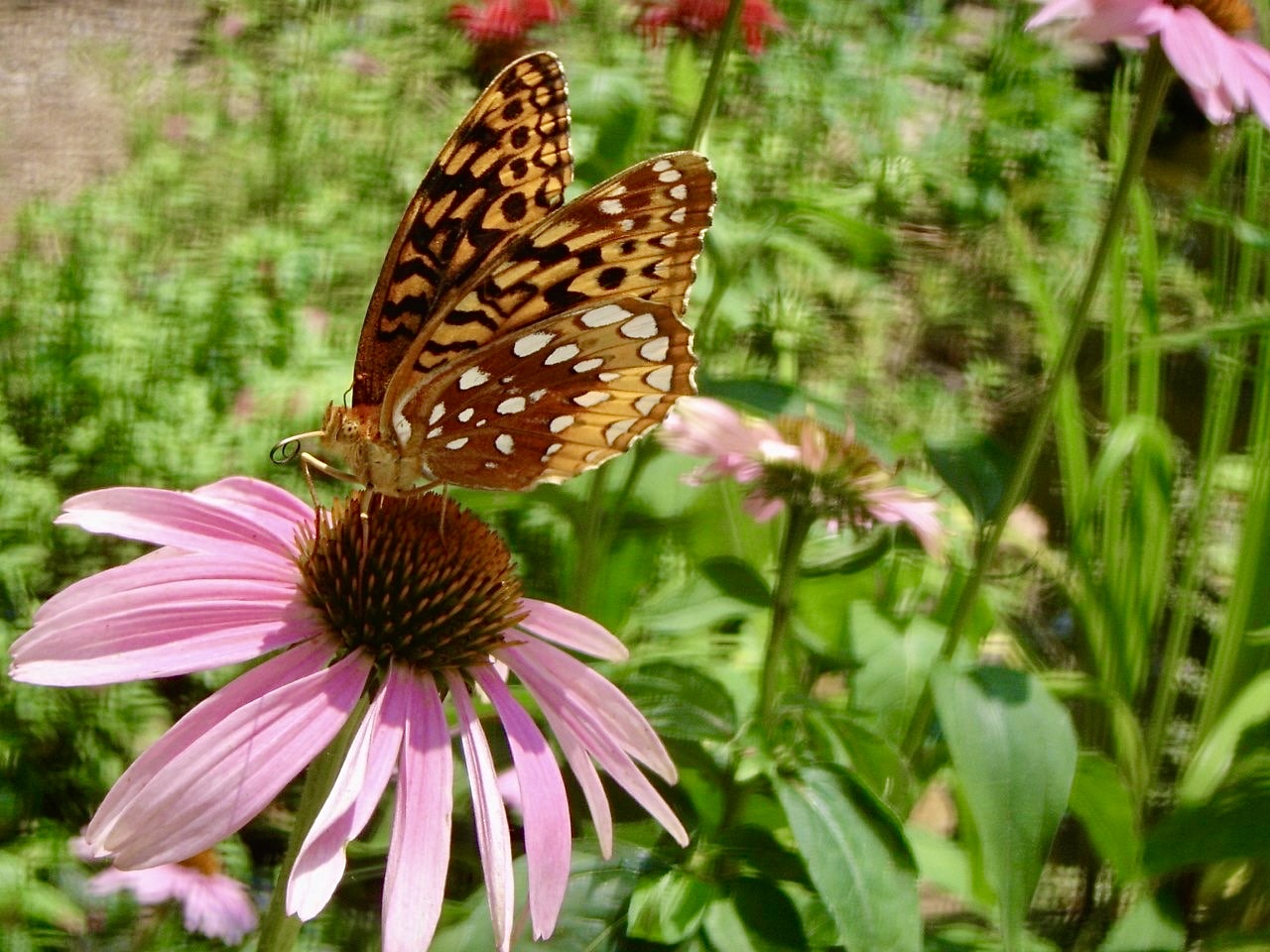 An orange butterfly with a patten of black and white spots