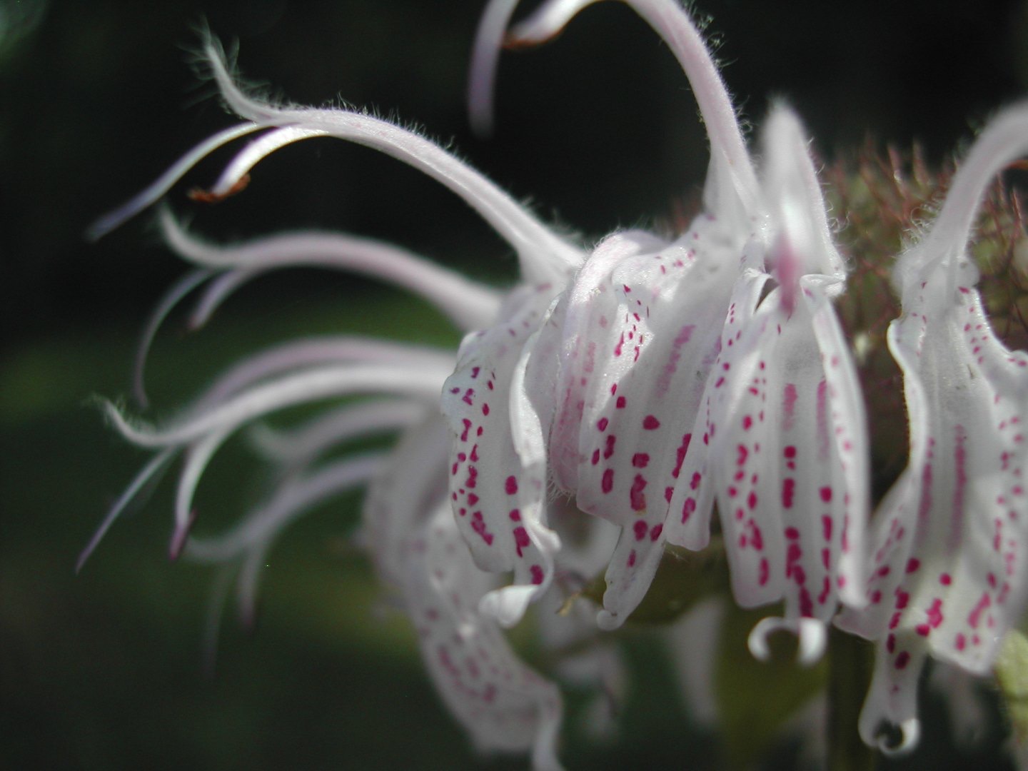 A white flower with pink spots. The flower is bee balm and has a rounded green head. The flower petals grow in a ring around the side of the green head. The white flower petals face outward with a larger flat petal on the bottom, a thinner more circular tube grows from the top and curves up and outward. At the center of this is a white filimant which is tipped at the end with a brown anther.