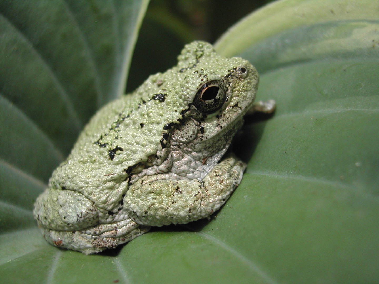 A closeup photo of a rough skined pale green frog sitting on a green leaf. He is oriented sideways to the camera.