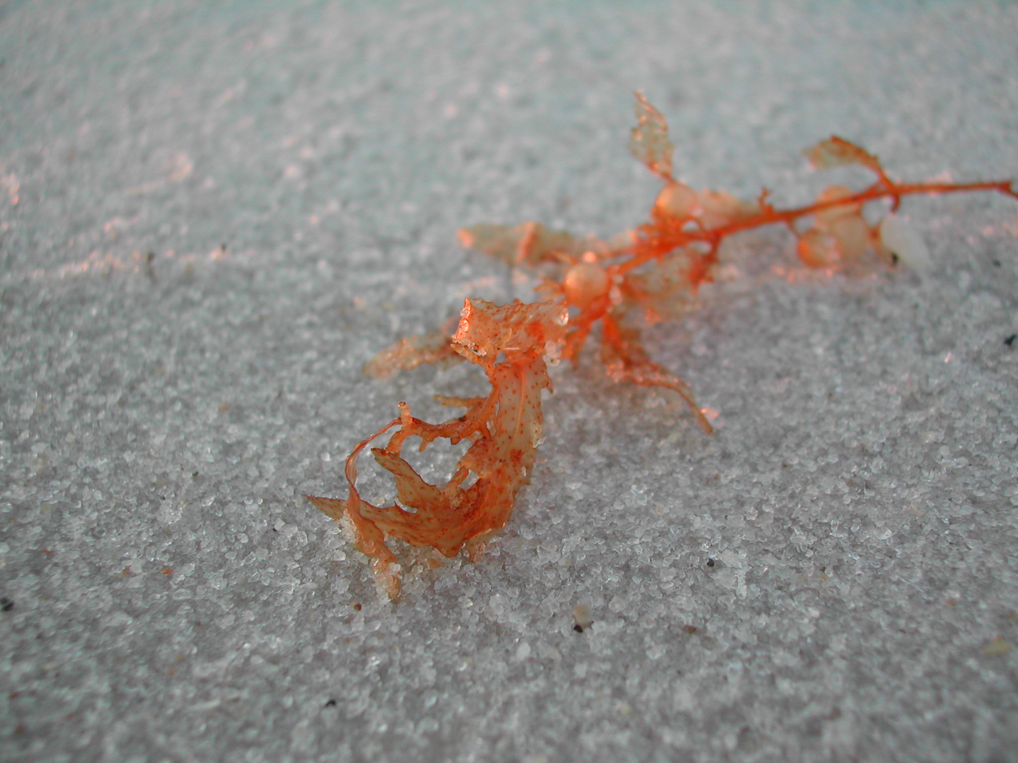 A small piece of vibrant orange sea plant lays on the white sands of the beach.