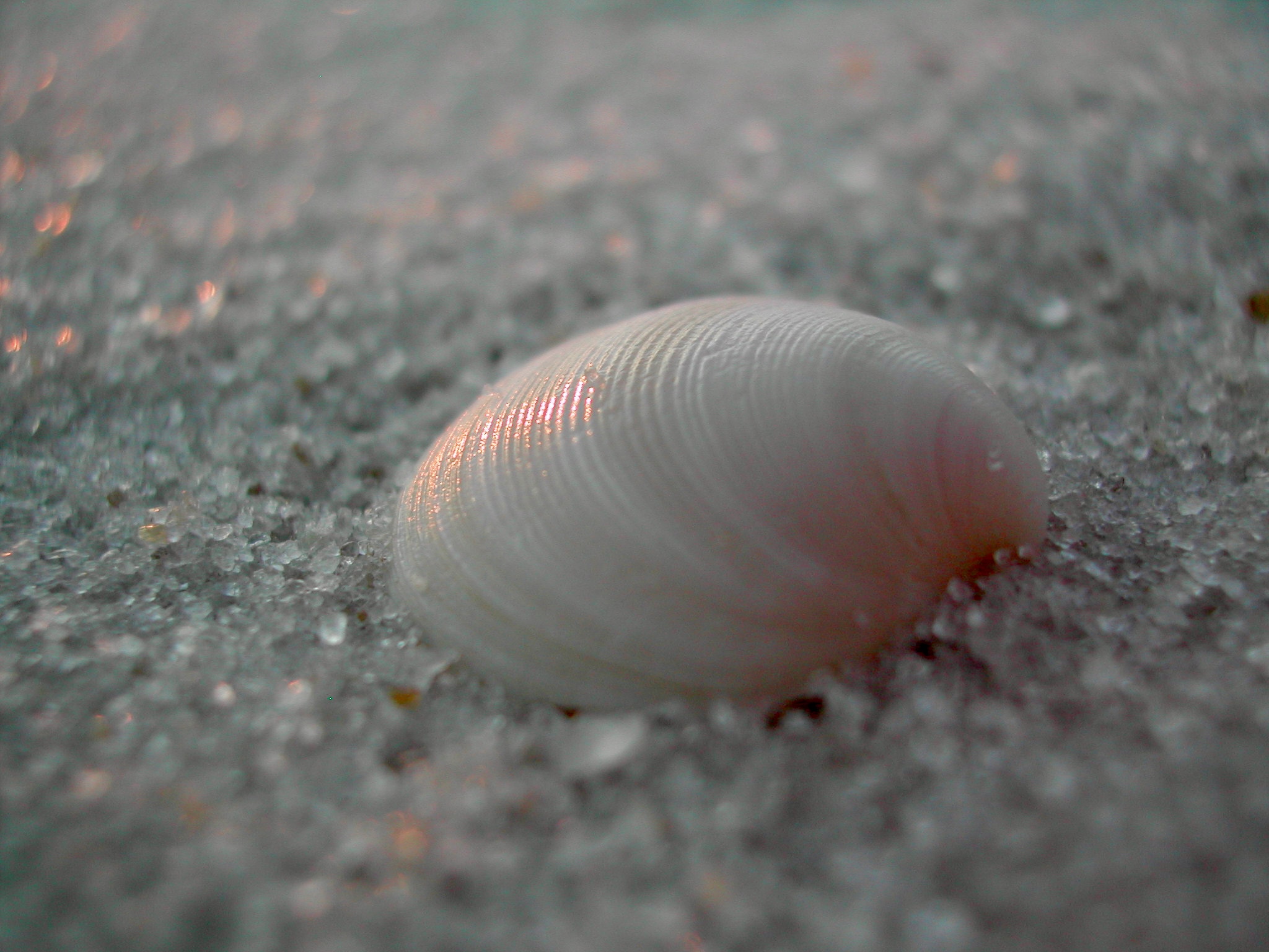 A cream colored shell with tints of pink is sitting in the sand and is softly lit by the setting sun.