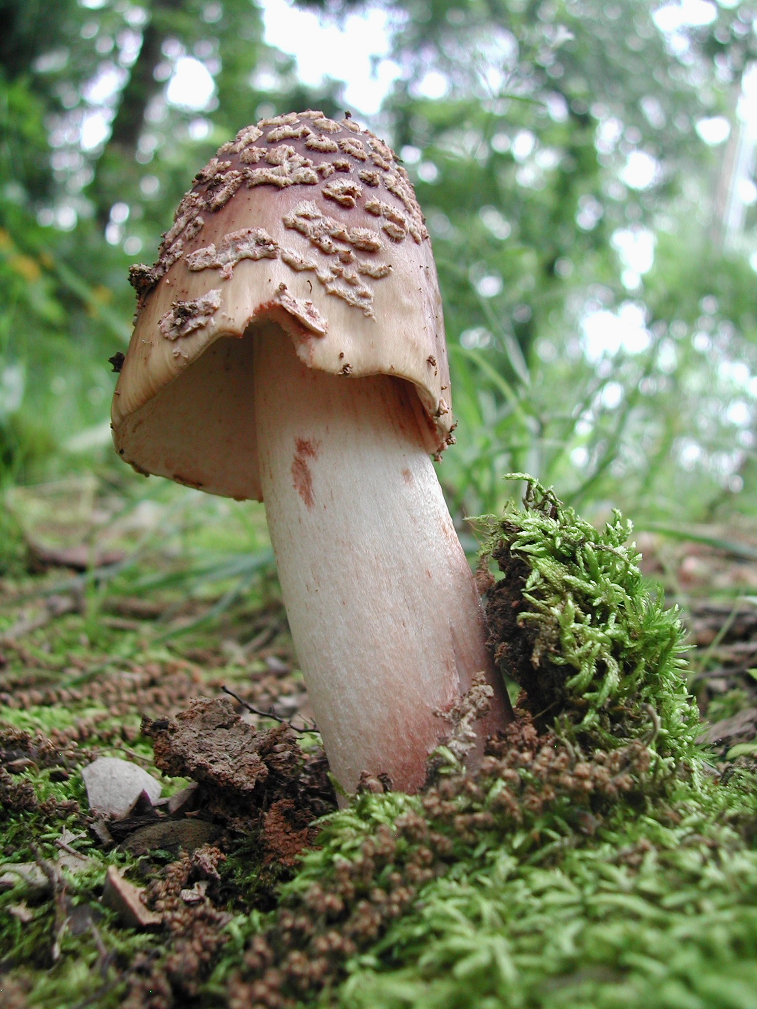 A mushroom has grow though a layer of thick green moss. The stem is mostly cream colored and the cap ranges in color from cream to pink. It is covered in creamy colored flakes or chunks.