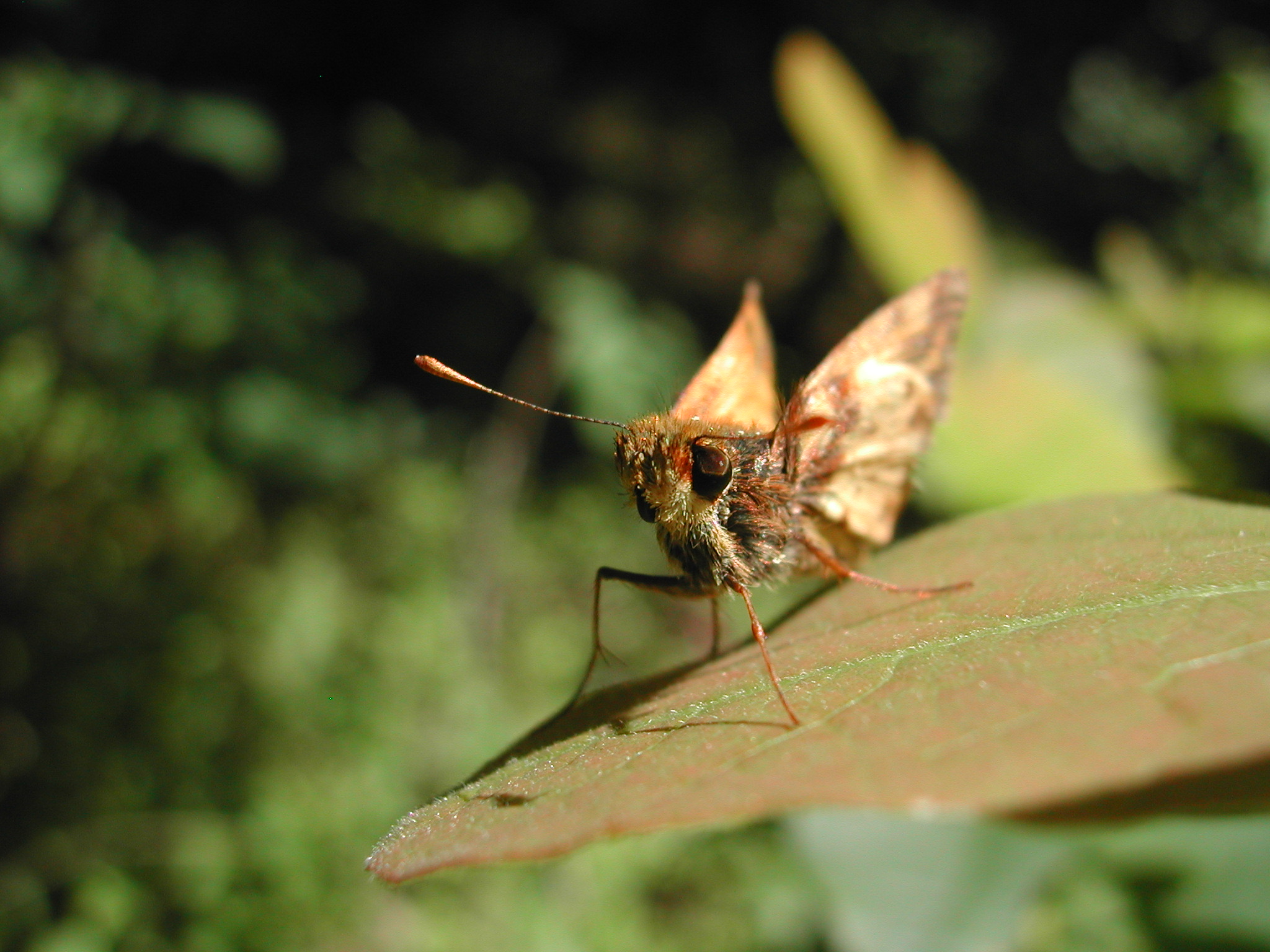 A small, golden colored butterfly is standing on a pinkish green leaf, facing the camera