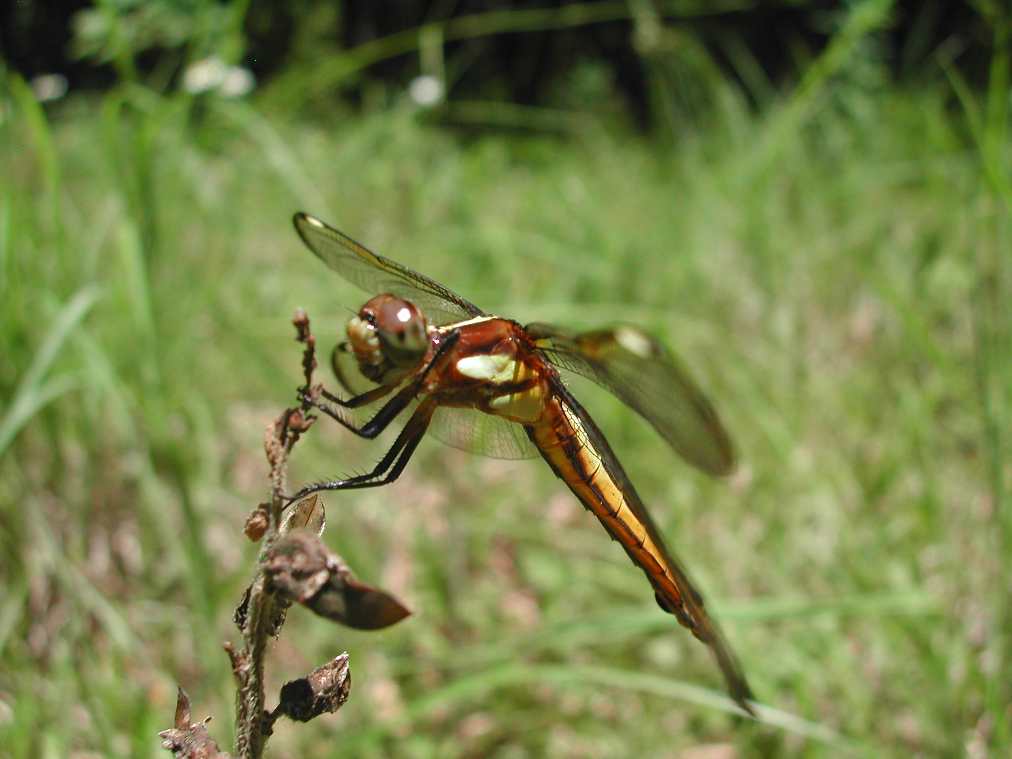 A yellow, orange and brown dragonfly is perched on a brown branch