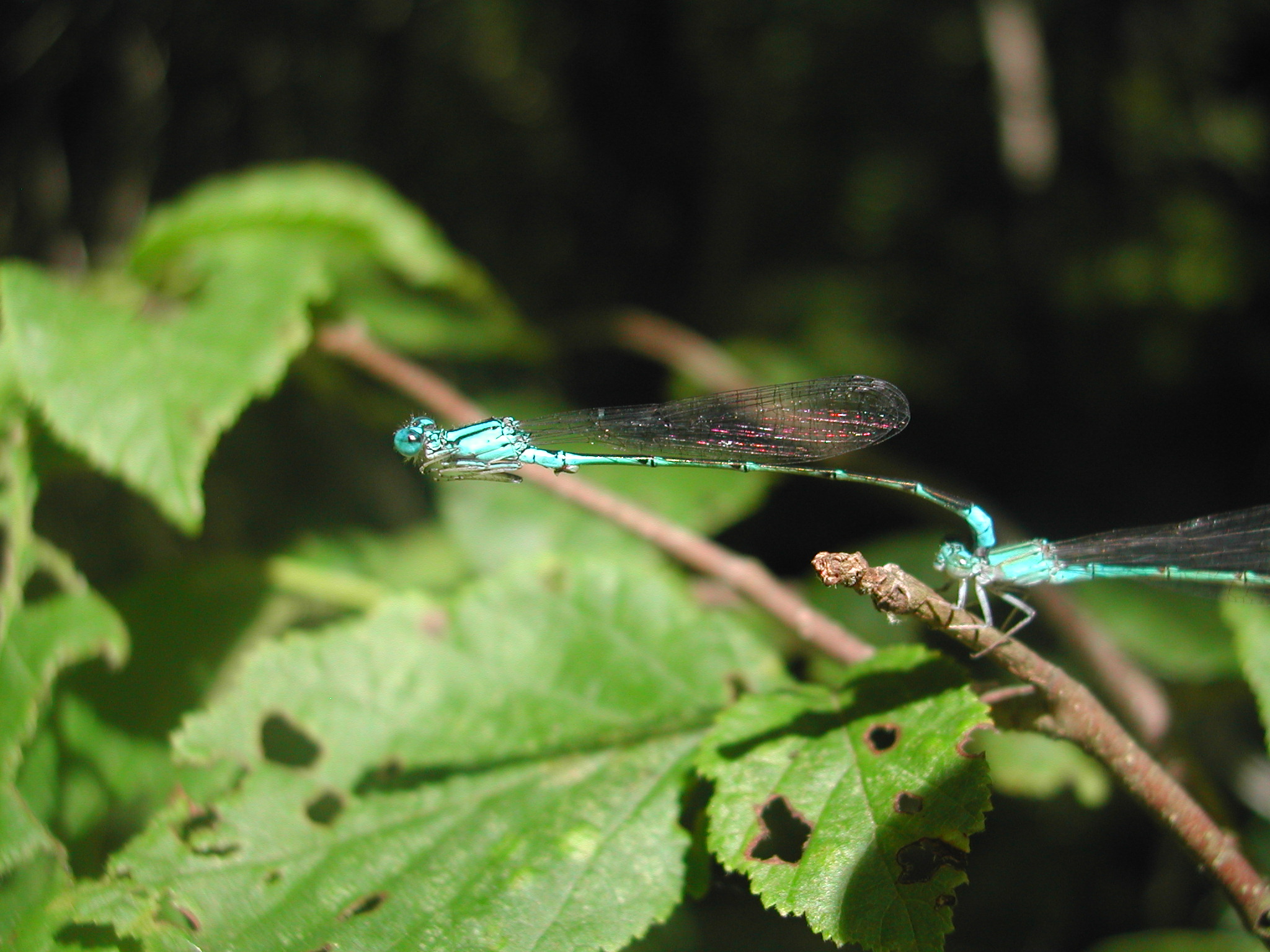 Two bright blue damselflies mating. One perched on the other which is perched on a plant stem. 