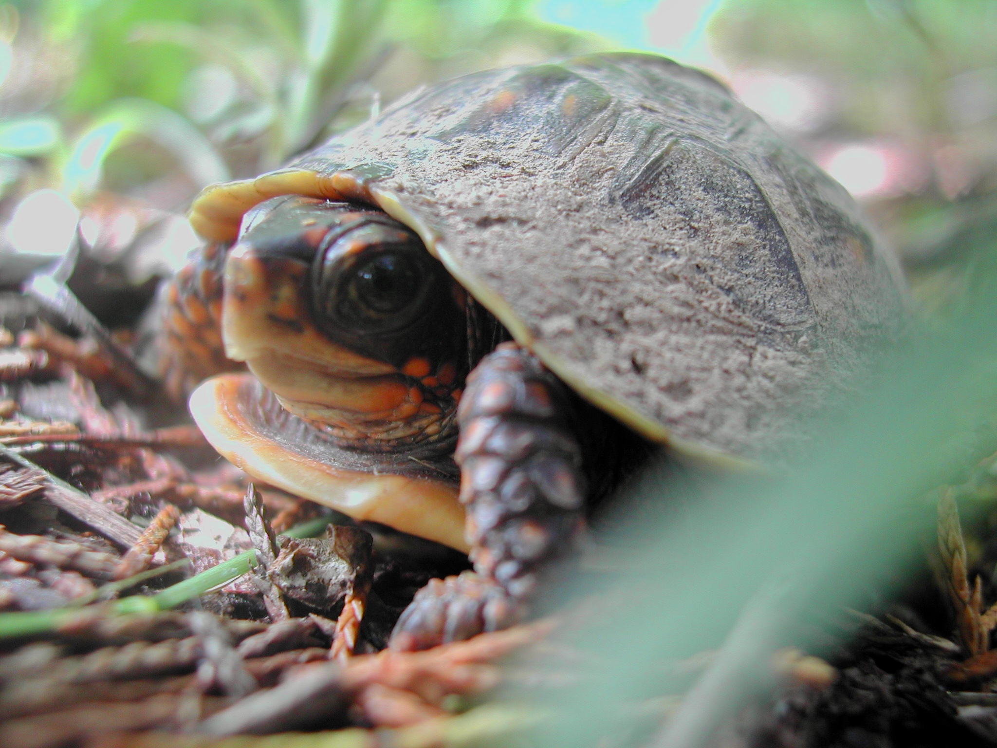 A very small box turtle. It's shell is covered in dirt and it is sitting on the forest floor with slightly blurred small green leaves in the foreground and background.