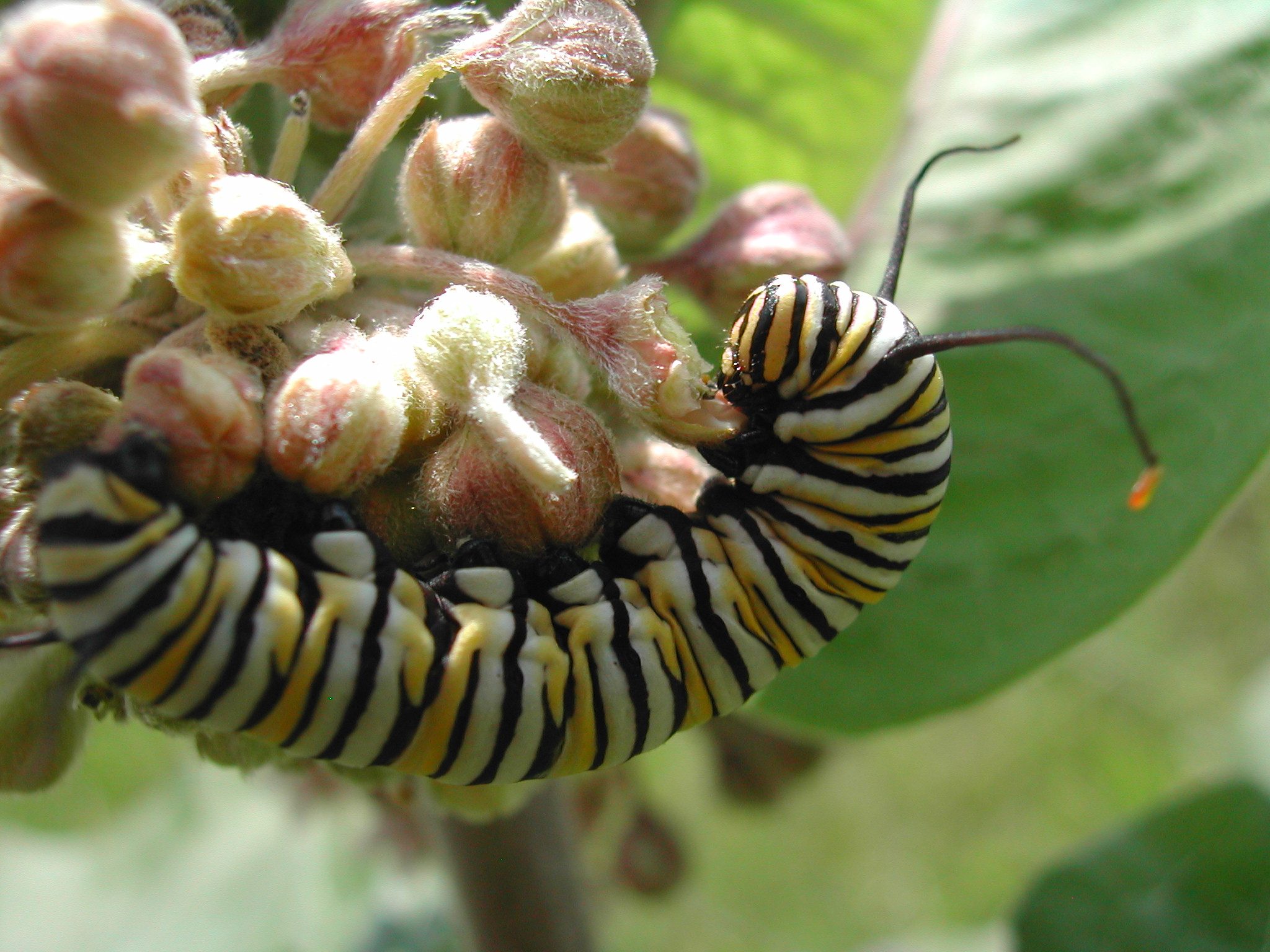 A monarchch caterpillar eating the fleshy, fuzzy  pinkish flower buds of a milkweed plant. The caterpillar is striped with a repeating pattern: yellow, black white, black, yellow. 