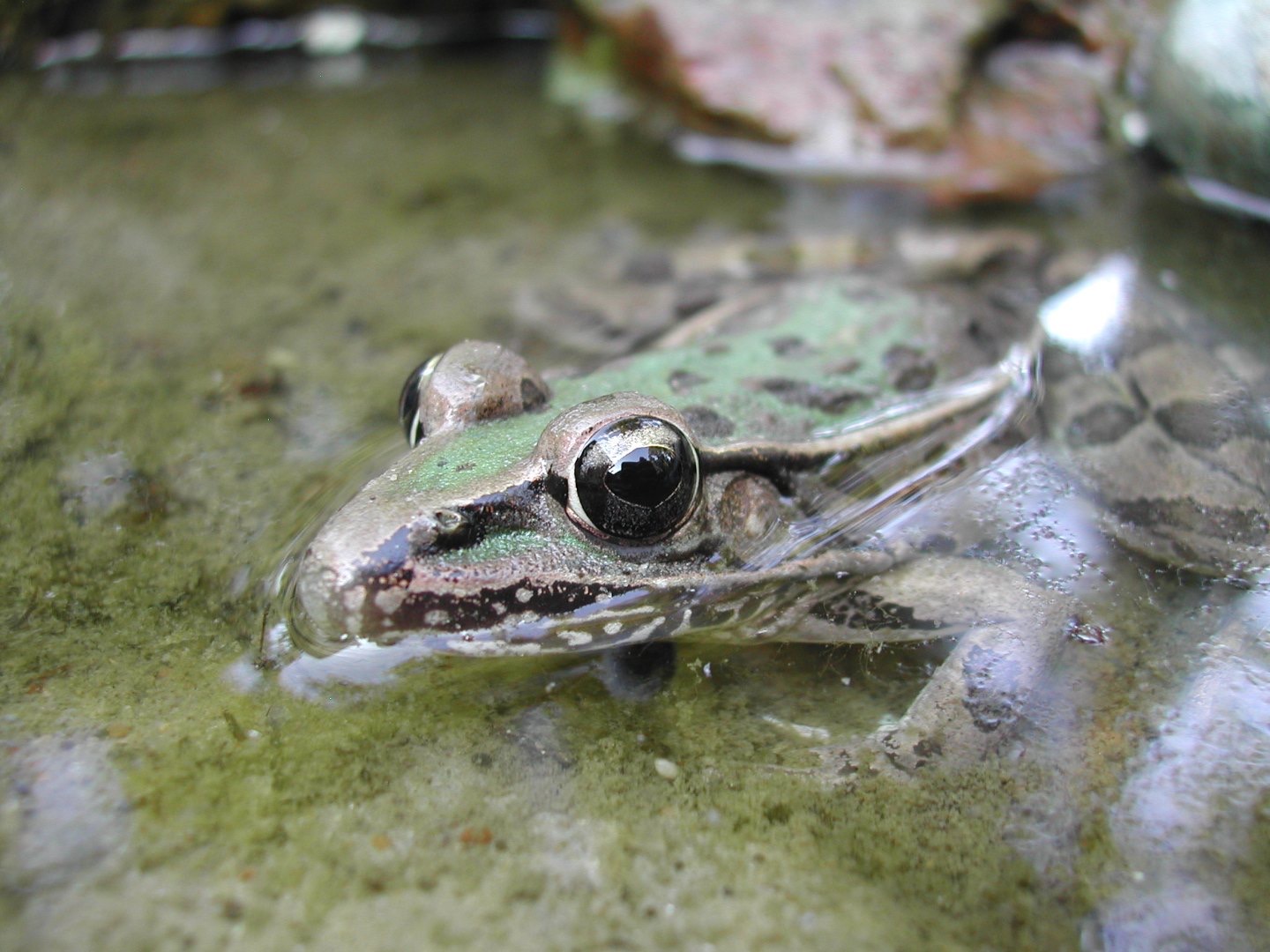 A closeup photo of a green and brownish green frog with smooth skin and spots in water. He is oriented towards the camera and looking at it.