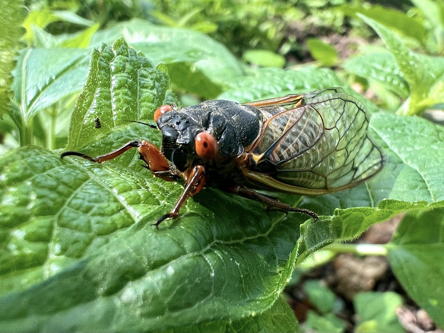 A black bodied insect with bright orange eyes and clear wings folded straight back covering part of the body.