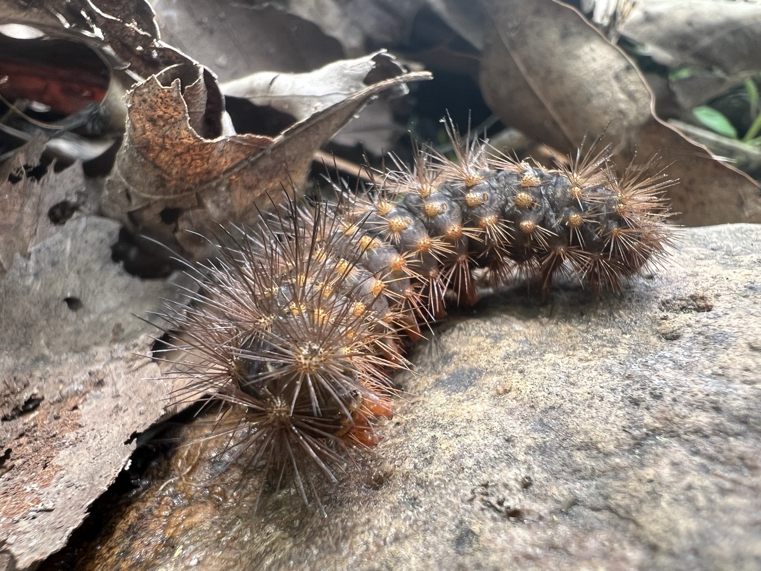 A dark brown caterpillar that is covered in brown spikes. The spikes connect to the caterpillar in groups  of 8 - 12 with an orangish bump.