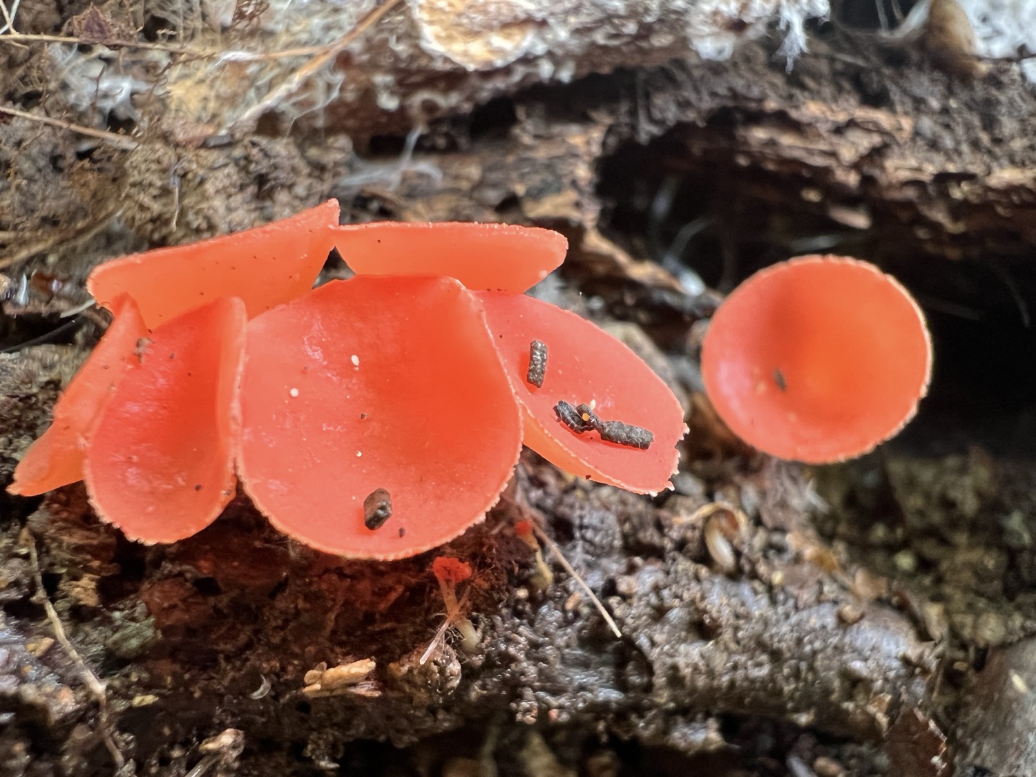 A cluster of very tiny, bright red-pink-orange cup shaped mushrooms growing from rich soil and organic matter