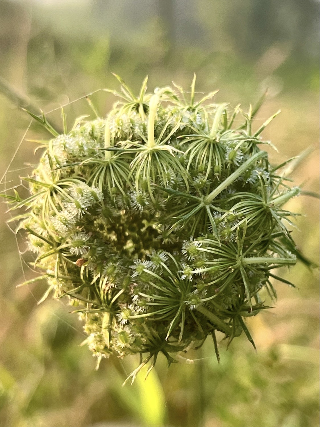 The green unopened flower cluster of Queen Anne's Lace which consists of the many green stems folded in on themselves, forming a spherical shape