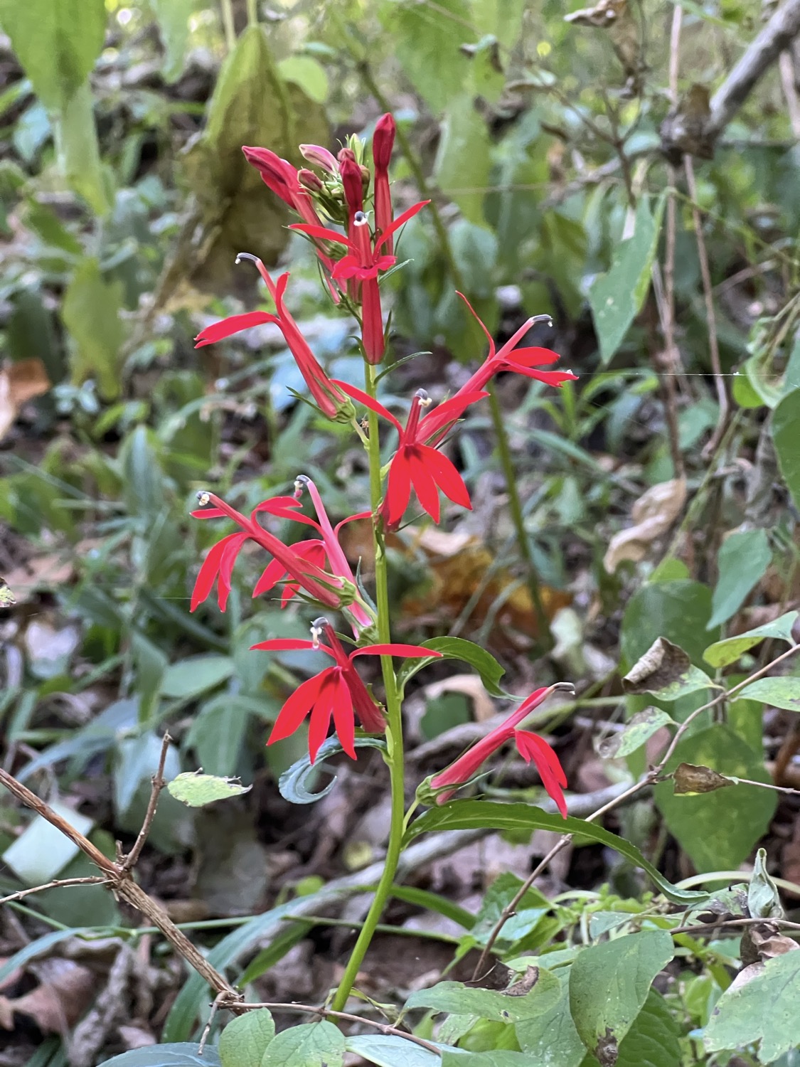 A close-up image of a stem of ten vibrant red flowers. The flowers are interesting and  somewhat complex. Each looks somewhat like a bird in flight. There are three lower petals that look like the tail of a bird, two petals each stretched upwards and sidways from the middle that look like wings. The central pistil looks like the body and head of the bird. What's notable is that these flowers are an important and favorite food source of the ruby throated hummingbird which, while in flight and feeding, will resemble the flower.