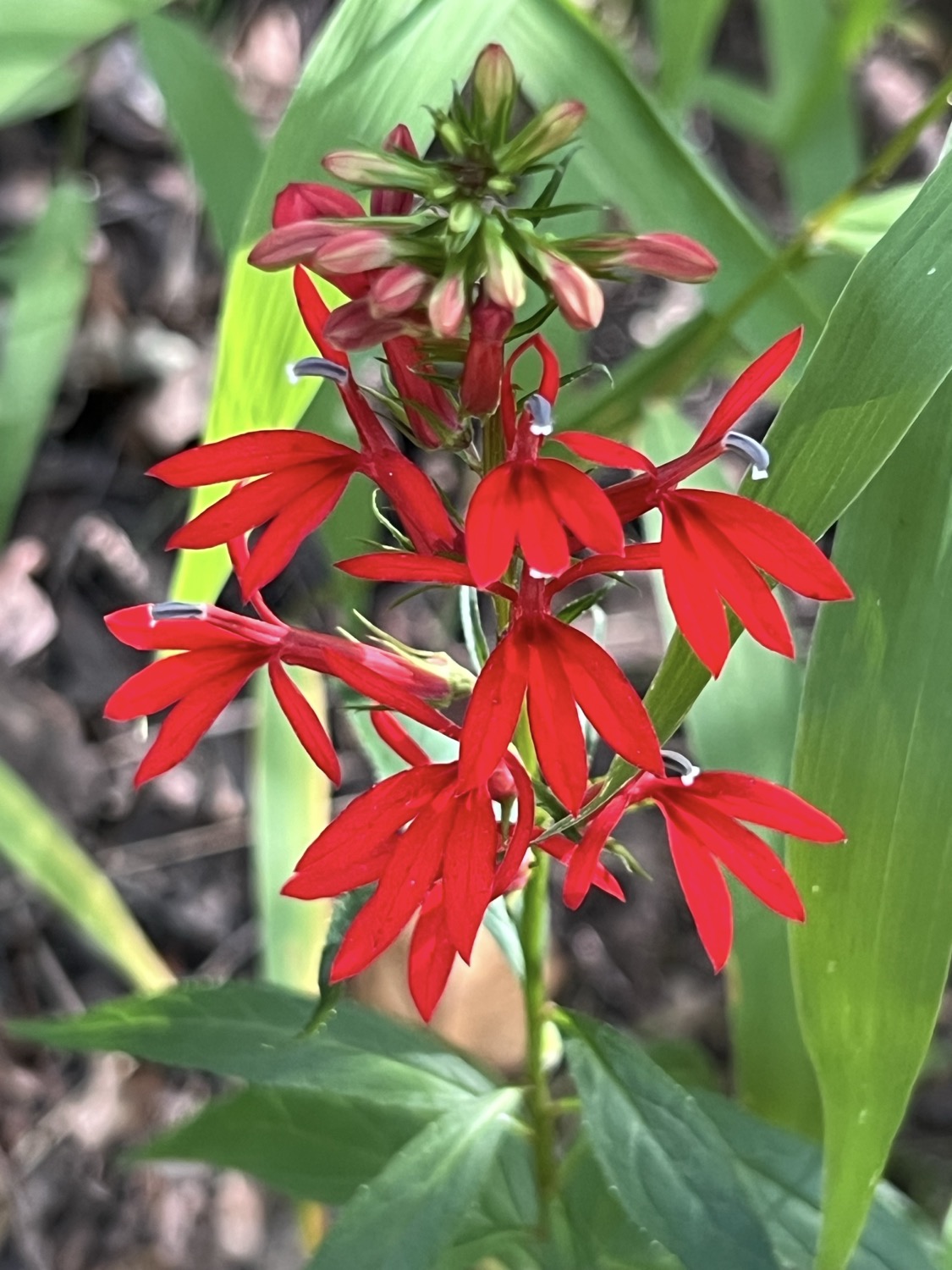 A close-up image of a stem of ten vibrant red flowers. The flowers are interesting and  somewhat complex. Each looks somewhat like a bird in flight. There are three lower petals that look like the tail of a bird, two petals each stretched upwards and sidways from the middle that look like wings. The central pistil looks like the body and head of the bird. What's notable is that these flowers are an important and favorite food source of the ruby throated hummingbird which, while in flight and feeding, will resemble the flower.