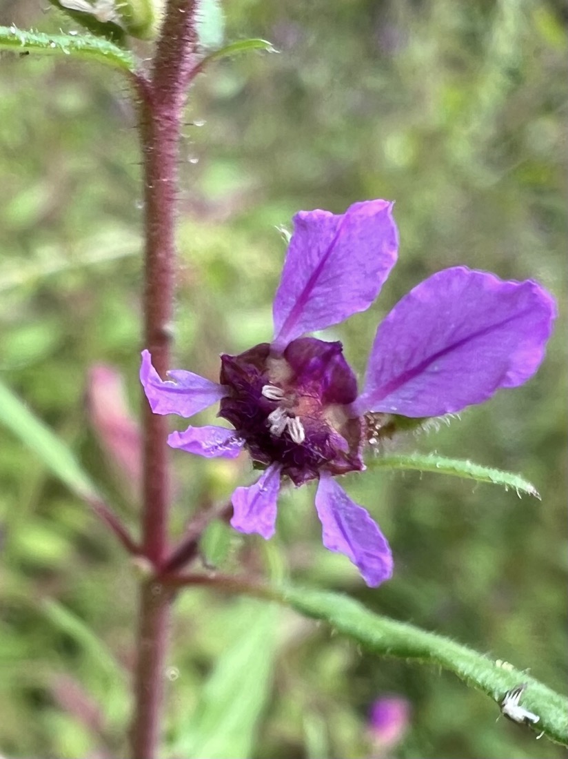 A tiny pale purple flower with two petals arranged on top, four on the bottom. It's center is a much darker purple.