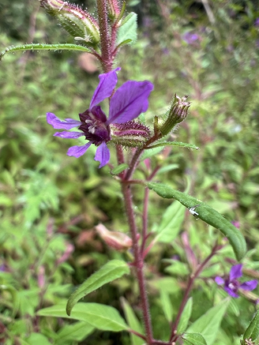 A tiny pale purple flower with two petals arranged on top, four on the bottom. It's center is a much darker purple and the back of the flower that connects to the plant is covered in small sticky hairs.