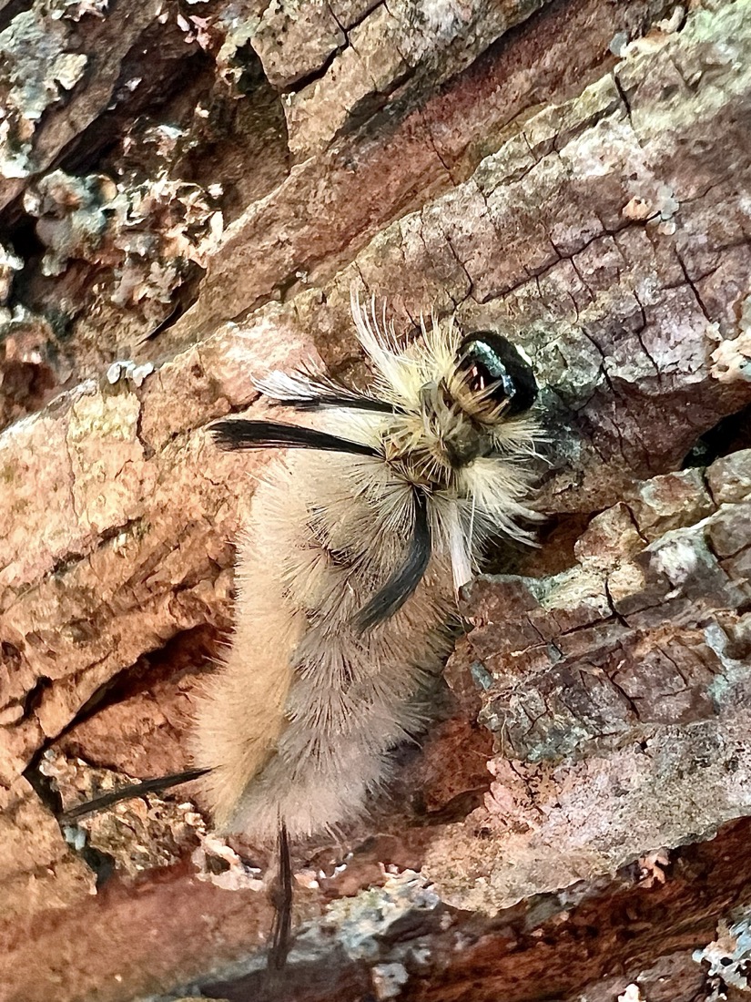 A gray, fuzzy caterpillar with four distinct groupings of black tufts of hair