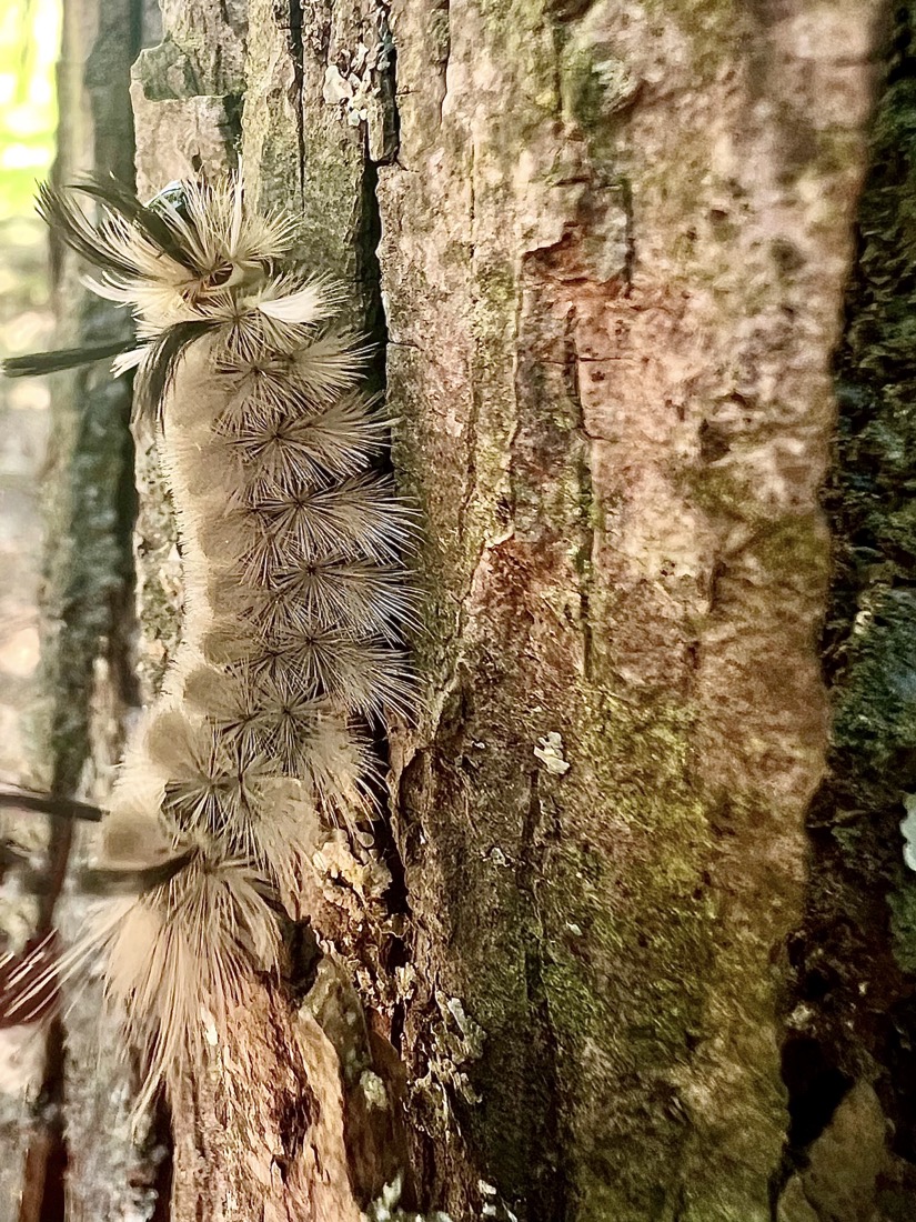 A gray, fuzzy caterpillar with four distinct groupings of black tufts of hair