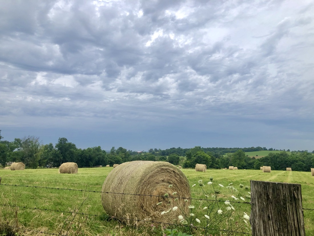 A round bale of straw in a green field and white queen annes lace flowers just in front. Other bales in the field with forested hills fade into the background