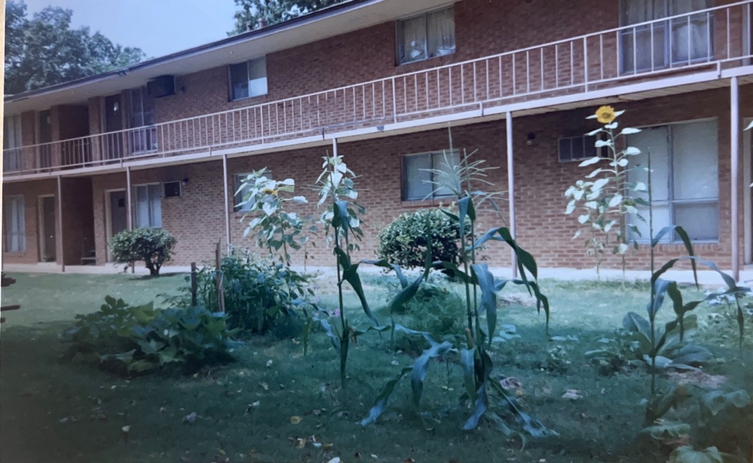 A small garden in the grassy courtyard of an apartment complex. The foreground shows corn plants and a bed of squash and pepper plants. The background is one wall of a 2 story brick apartment complex