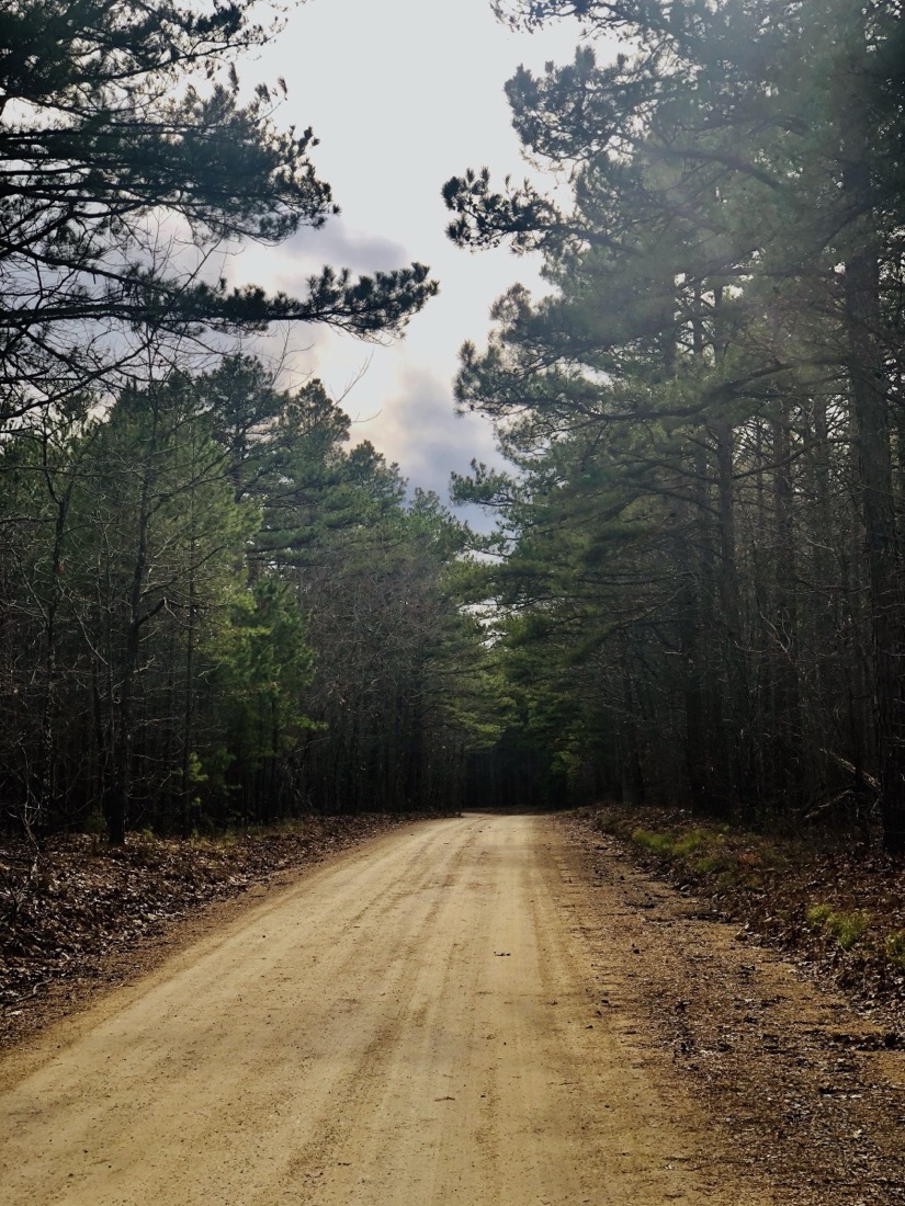 A dirt gravel road in a thick pine tree forest