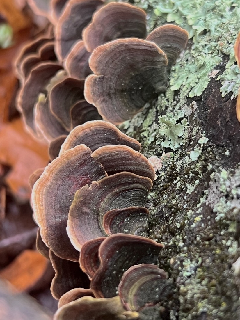 Fungi, dark brown at the center attachment to a tree. Rings outward gradually become lighter with the outer edges a light orange and white. They are in the shape of a semi-circle, somewhat resembling sea shells