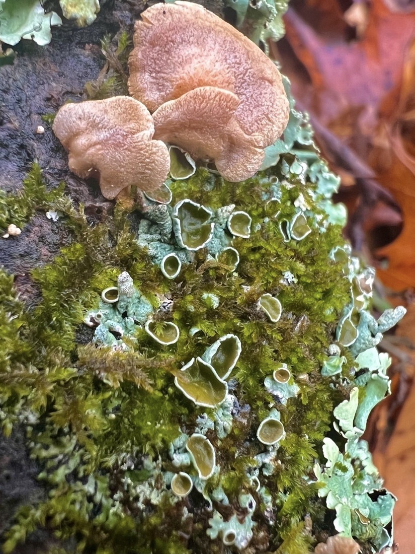 Small off-white to peach colored fungi near a cluster of cup-like lichen and green moss