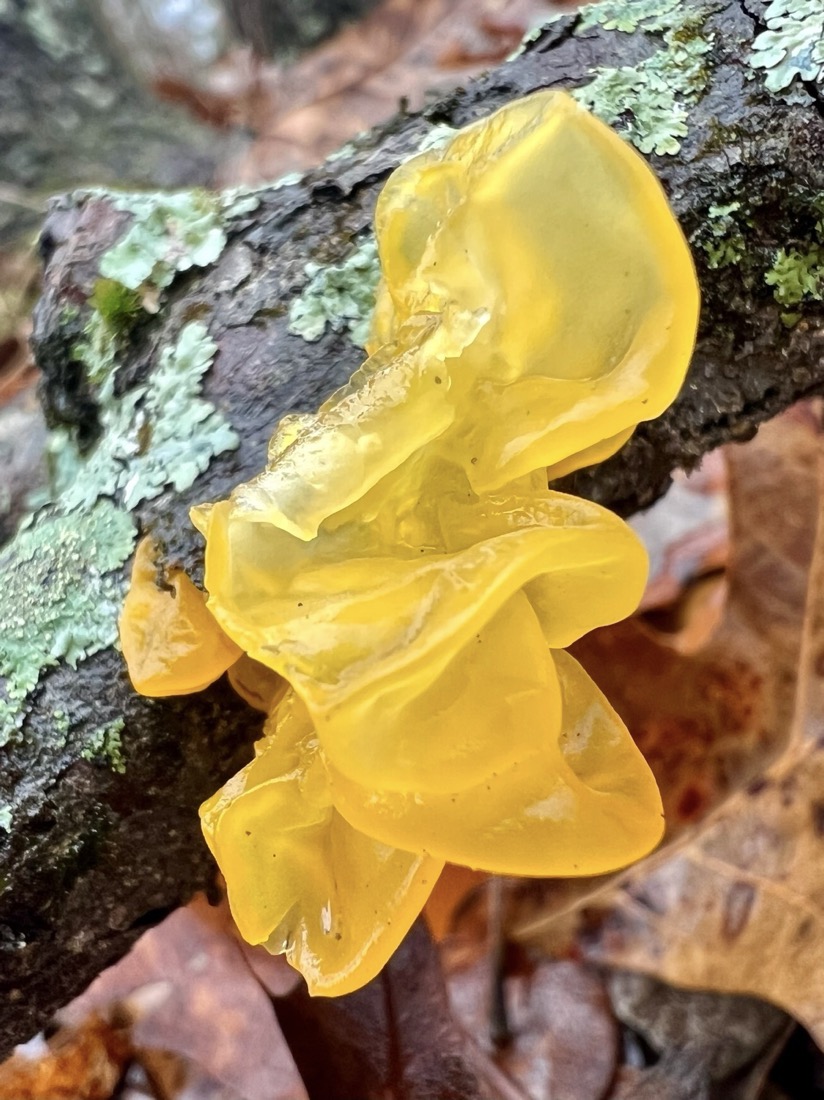 A bright yellow, semi-translucent, gelatinous fungi grows from a tree branch. Pale green lichen are also growing on the branch.