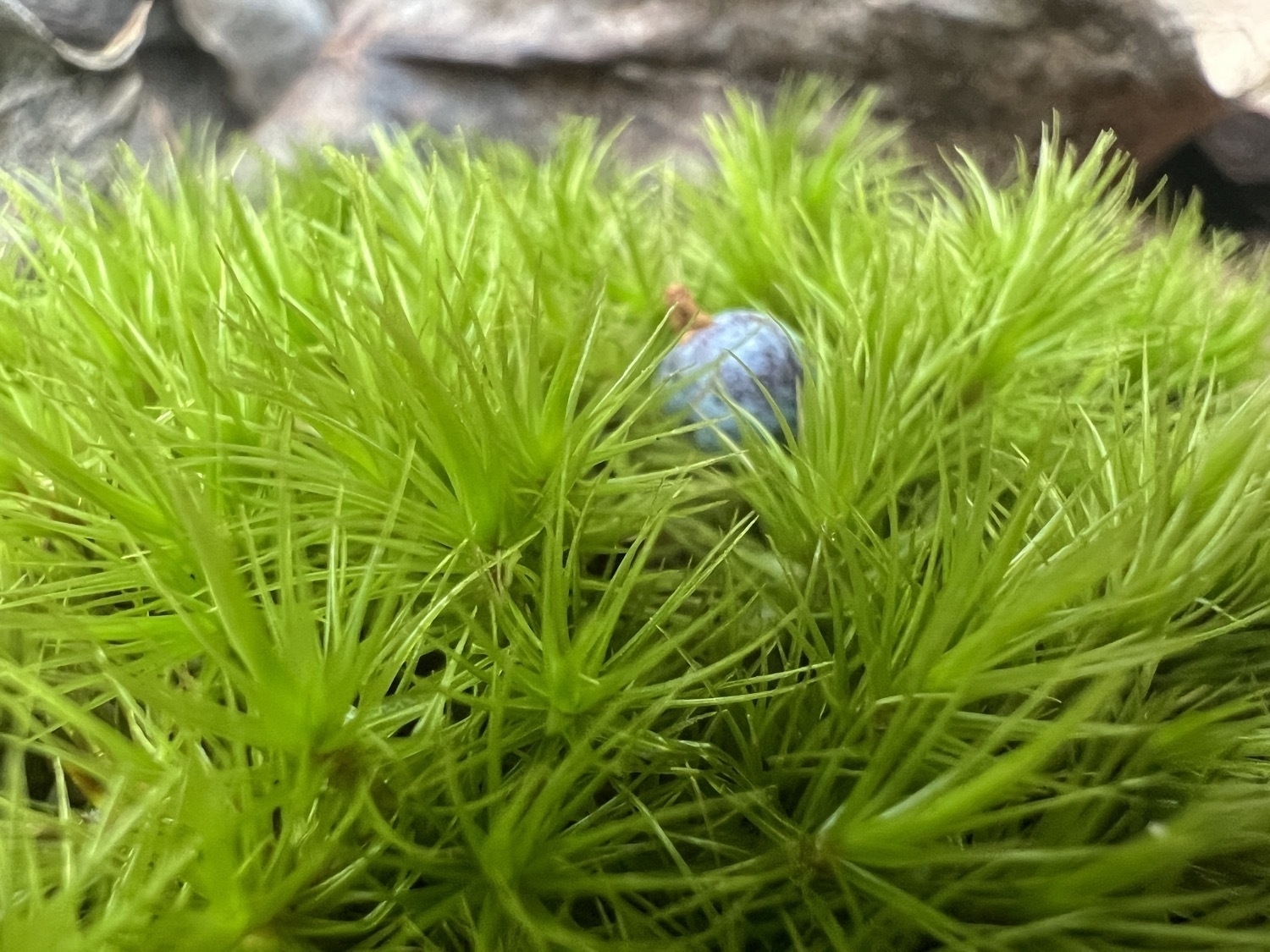 A macro photo of a mound of lush green moss. Each cluster of hairs 