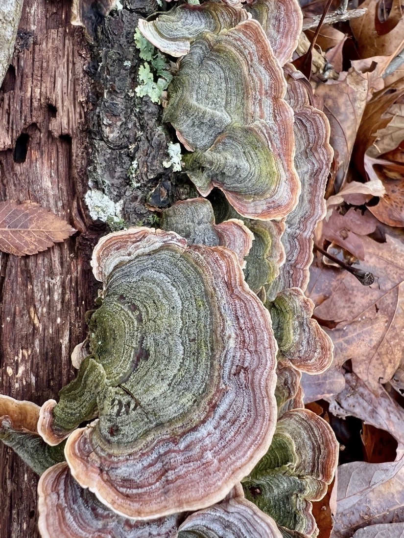 Shelf fungi growing from a log. The fungi are dark mossy green where they attach to the log. The surface is slightly fuzzy and the colors form rings outward to the edge changing from green to gray back to green and then orange.