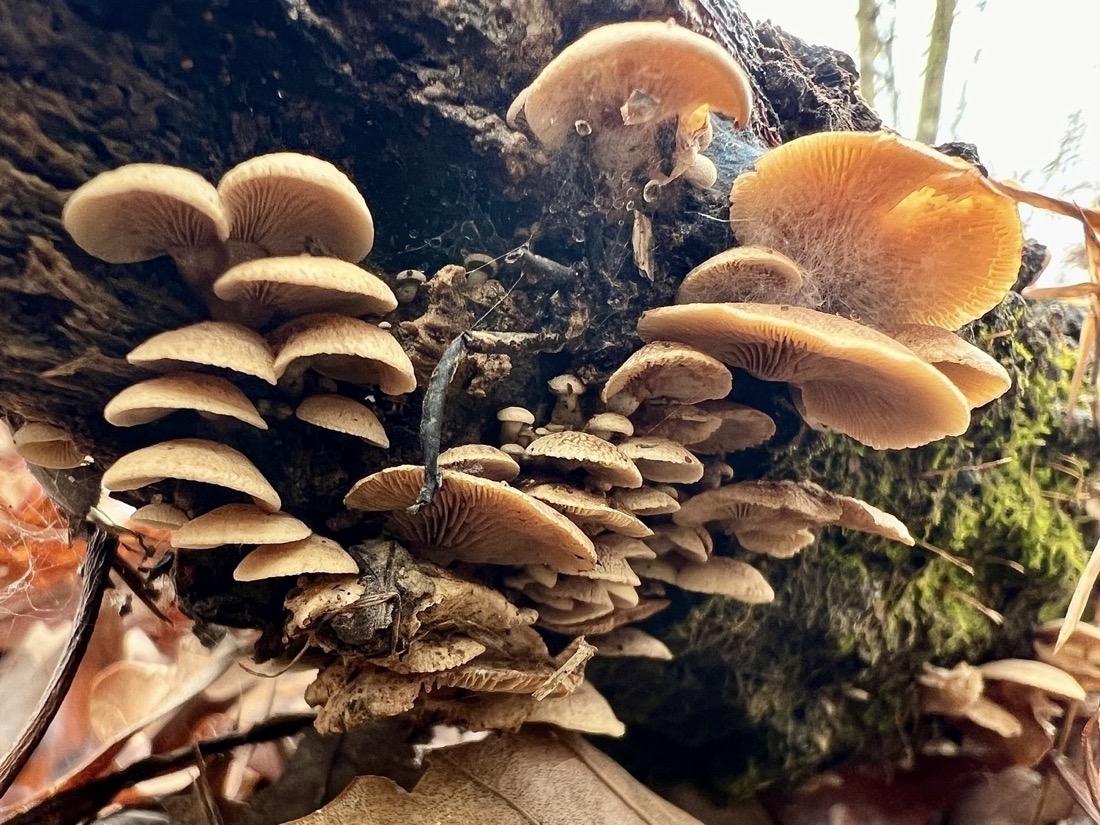 A bottom up view of a cluster of Orangish cream colored mushrooms growing from a fallen tree. The mushrooms are in the shape of a Half circle and are irregular in texture and variations of color. As the photo is taken from below the underside of the mushrooms with gills or ridges are visible. In the background green moss, lichen and more mushrooms