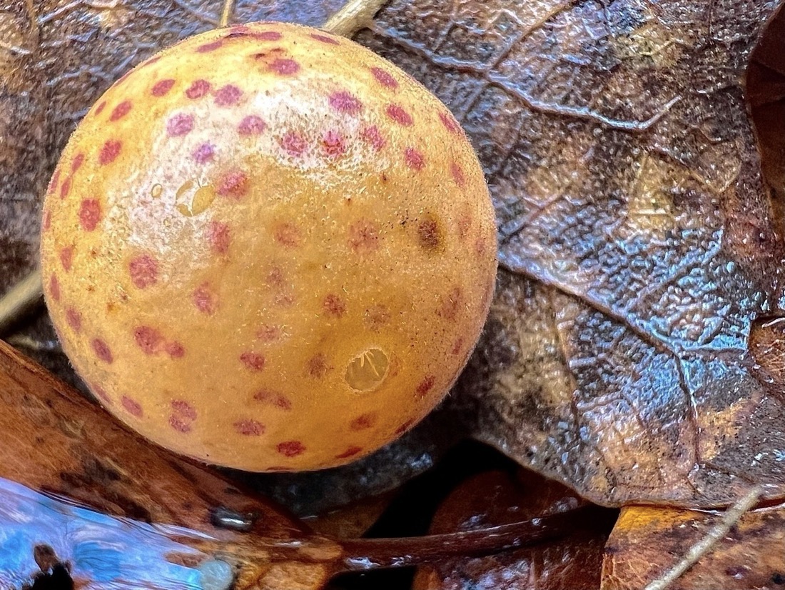 A small, light orange sphere with many dark red circles sits on a brown leaf in a forest. It is made by a gall wasp. The sphere has a small hole in the top right that reveals that the sphere is a very thin material.