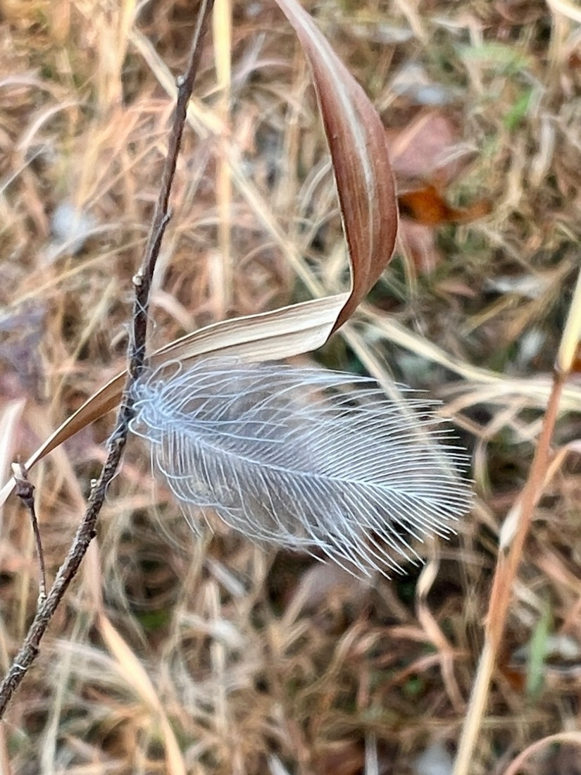 A very small white feather clings to a  dark brown stem of a plant. The feather is whispy with thin, delicate branches from its main stem. 