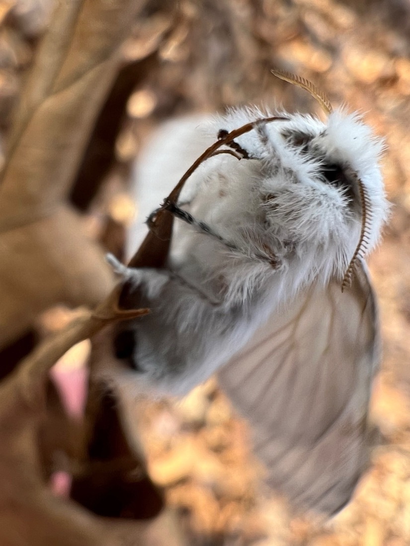 a furry white moth is perched on a leaf. Is taken from the underside, showing its belly and its legs holding onto the stem of a leaf. The background is a blurred forest.