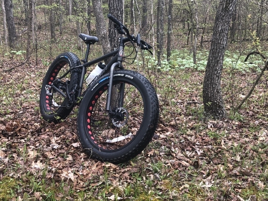 A fat tire bike leans against a tree in the woods