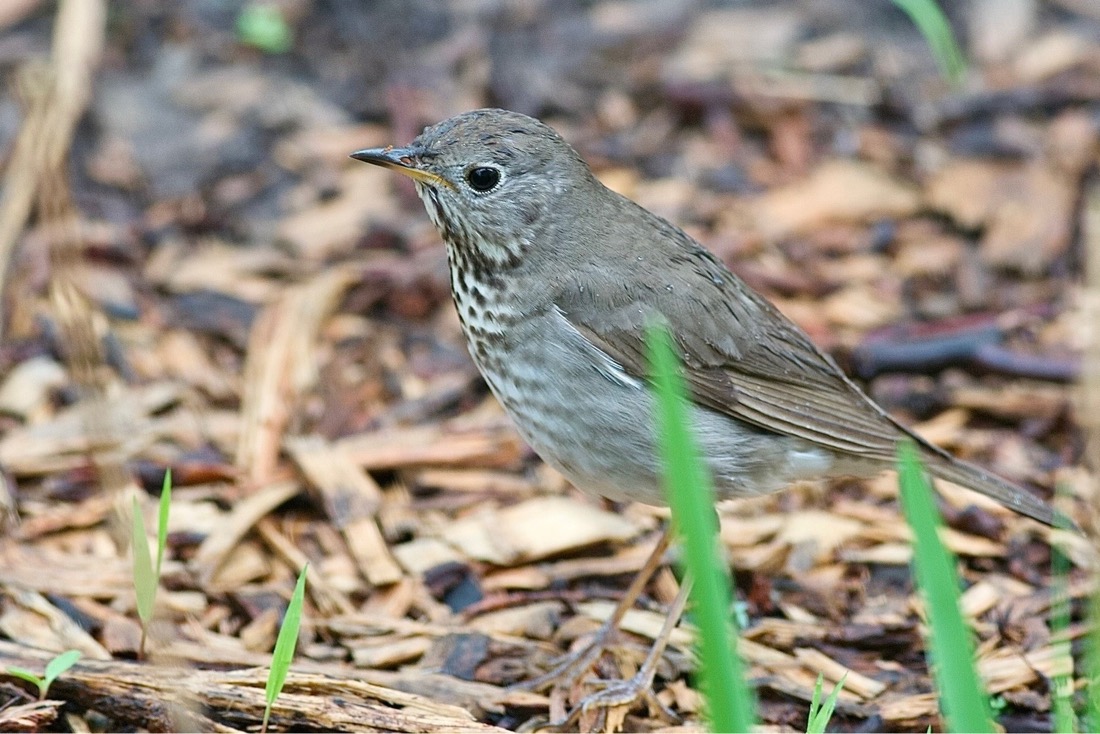 A bird is on the ground. It's mostly brownish tan on the head and wings. It's front chest is white with brownish tan spots