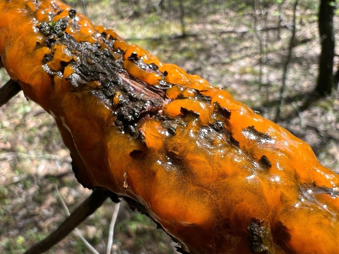 A cedar tree branch is coverd by a semi-translucent, vibrant orange gooey slime