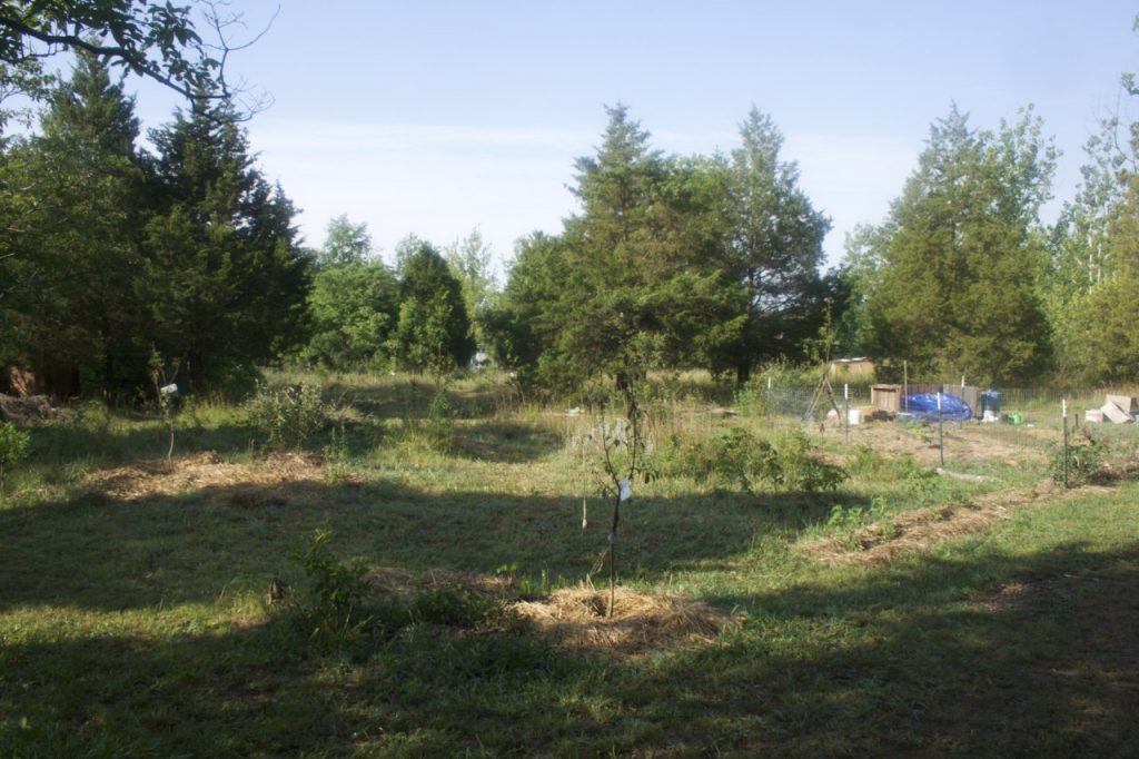 A small fenced garden to the right of the image with a small food forest orchard with young fruit trees planted to the left of the garden in teh image