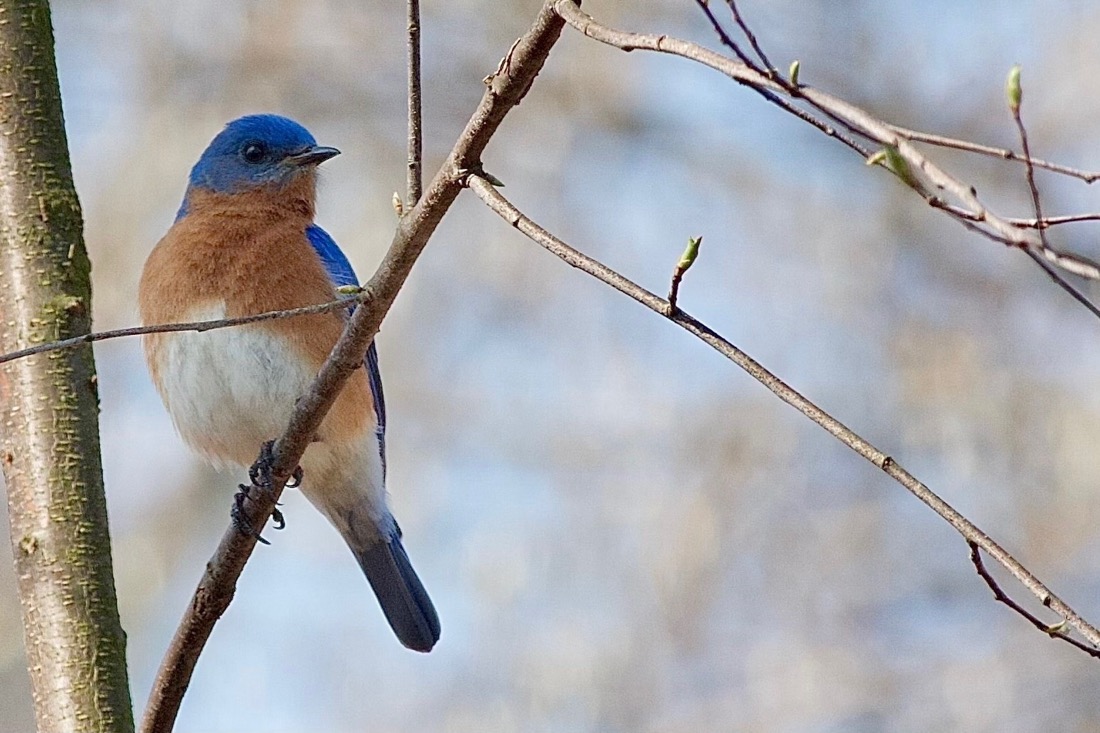 A Bluebird perched on a branch and facing the camera. It's chest feathers are  golden brown towards the top and white towards the bottom. It's head is vibrant blue. The background is blurred forest