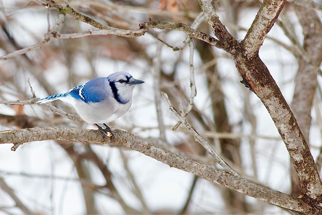 A bird jay perched on a tree. The bird has a black beak and blue tuft on the top of its head with a black stripe from the back of it's head down to the throat. It's front is white-gray and it's back side a mix of vibrant blues.