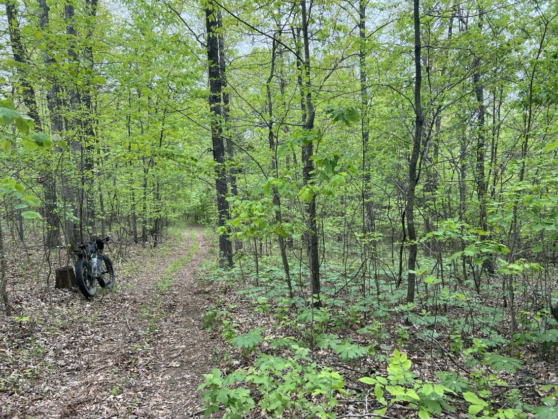 A woodland trail through a large patch of Mayapple plants which grow low to the ground and look like small umbrellas.