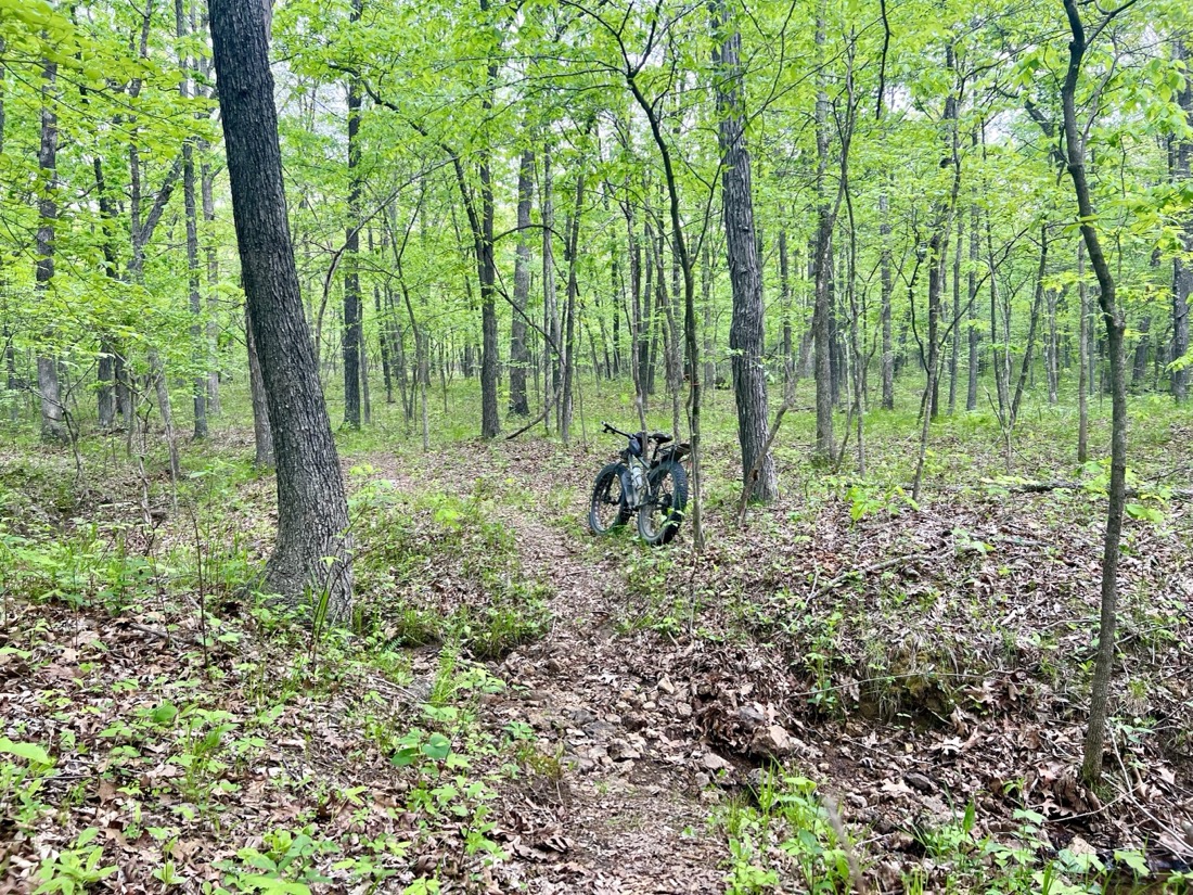 A fat tire bike leans against a tree next to a trail in the woods