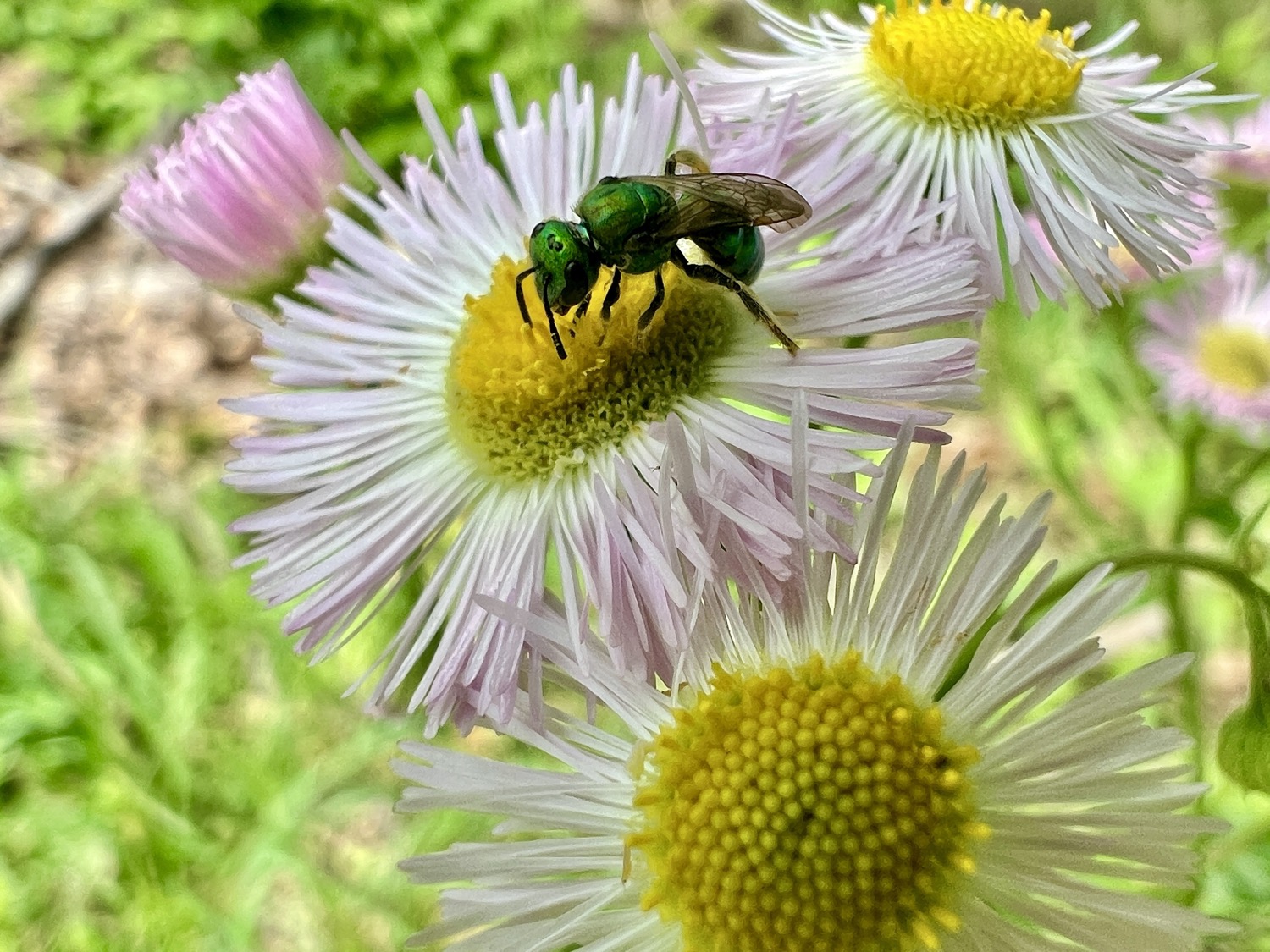 A small green bee is collecting pollen from a small white and pink aster with a yellow center