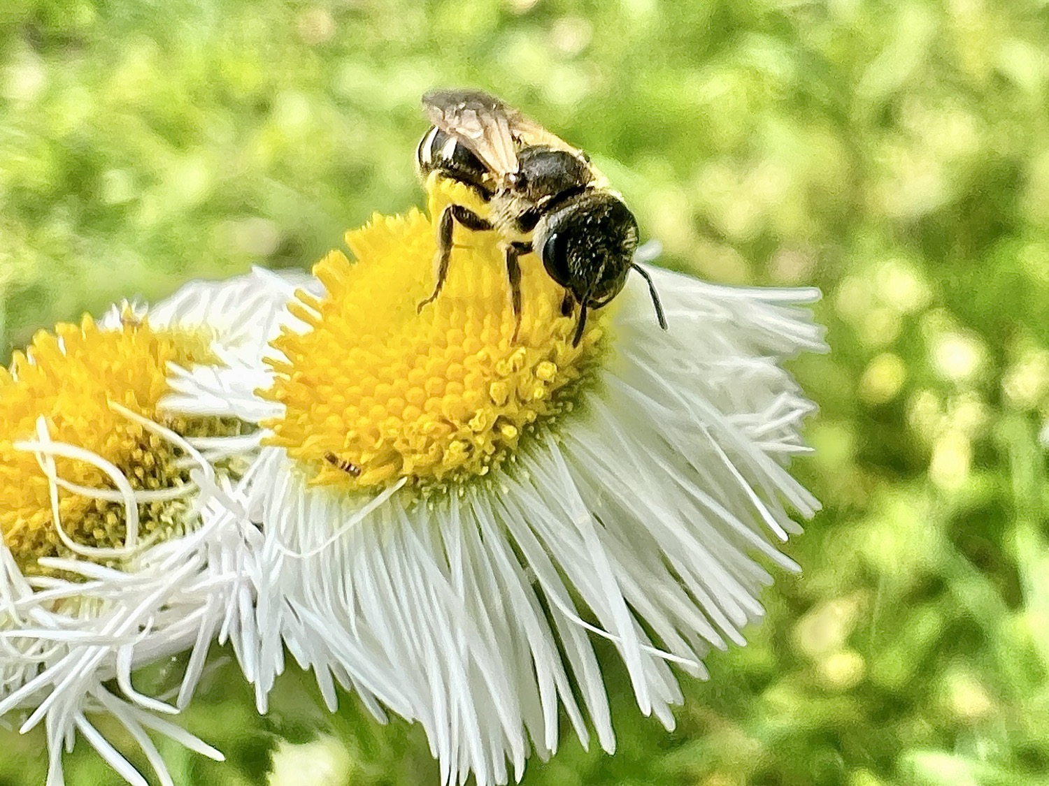 A small black bee with yellow striped abdomen is collecting pollen from a white aster with a yellow center