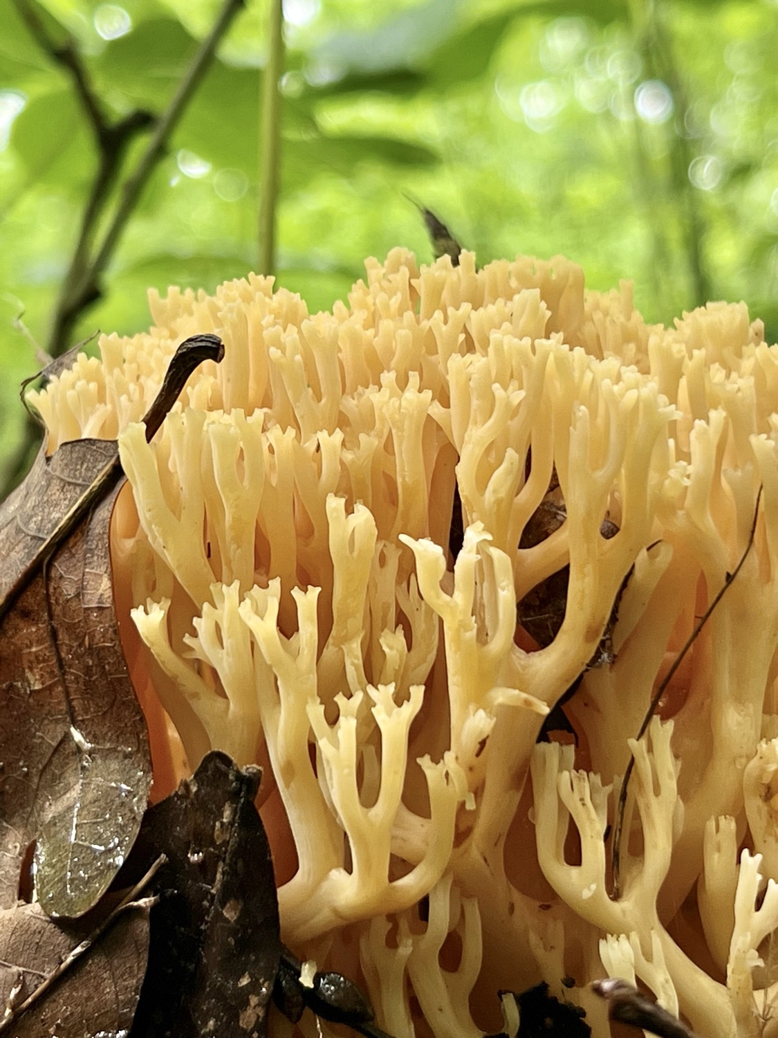 A pale yellow fungi that looks like a coral or califlower growing in the woods