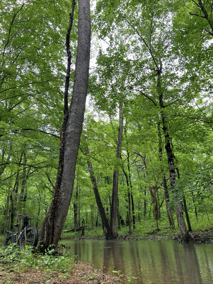 A fat back leaning against a very large tree near a creek in the woods